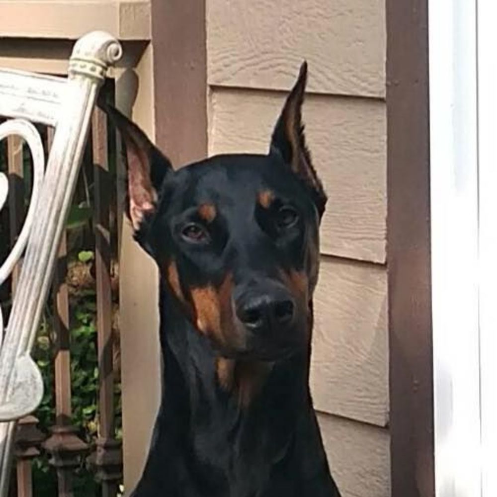 Meet your Posher, Angela